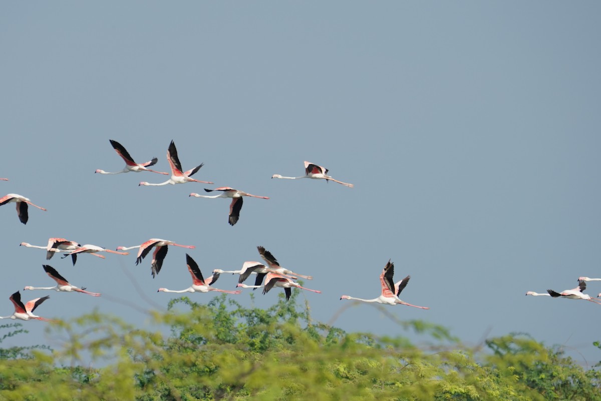 Greater Flamingo - ML642801566