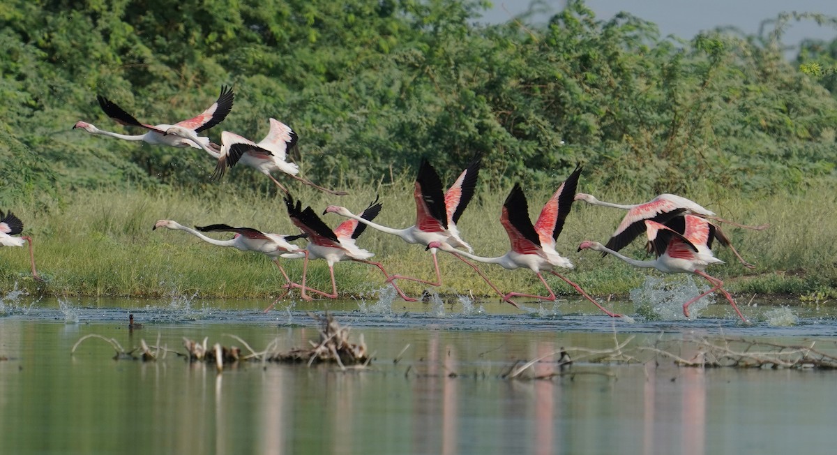 Greater Flamingo - ML642801568