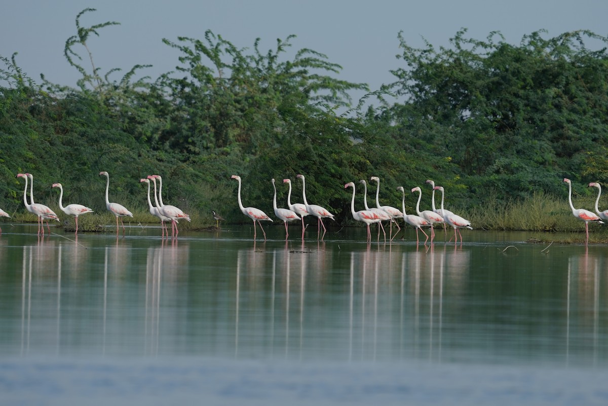 Greater Flamingo - ML642801573