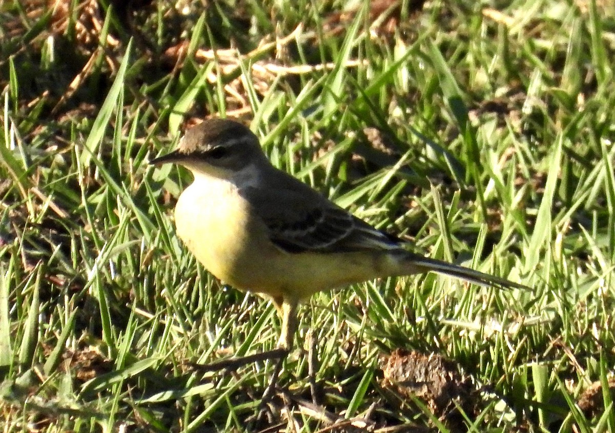 Western Yellow Wagtail - ML642801578