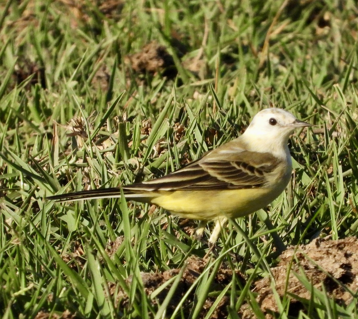 Western Yellow Wagtail - ML642801579