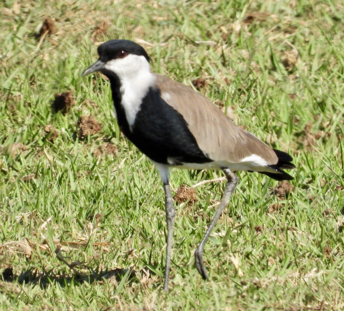 Spur-winged Lapwing - ML642801585