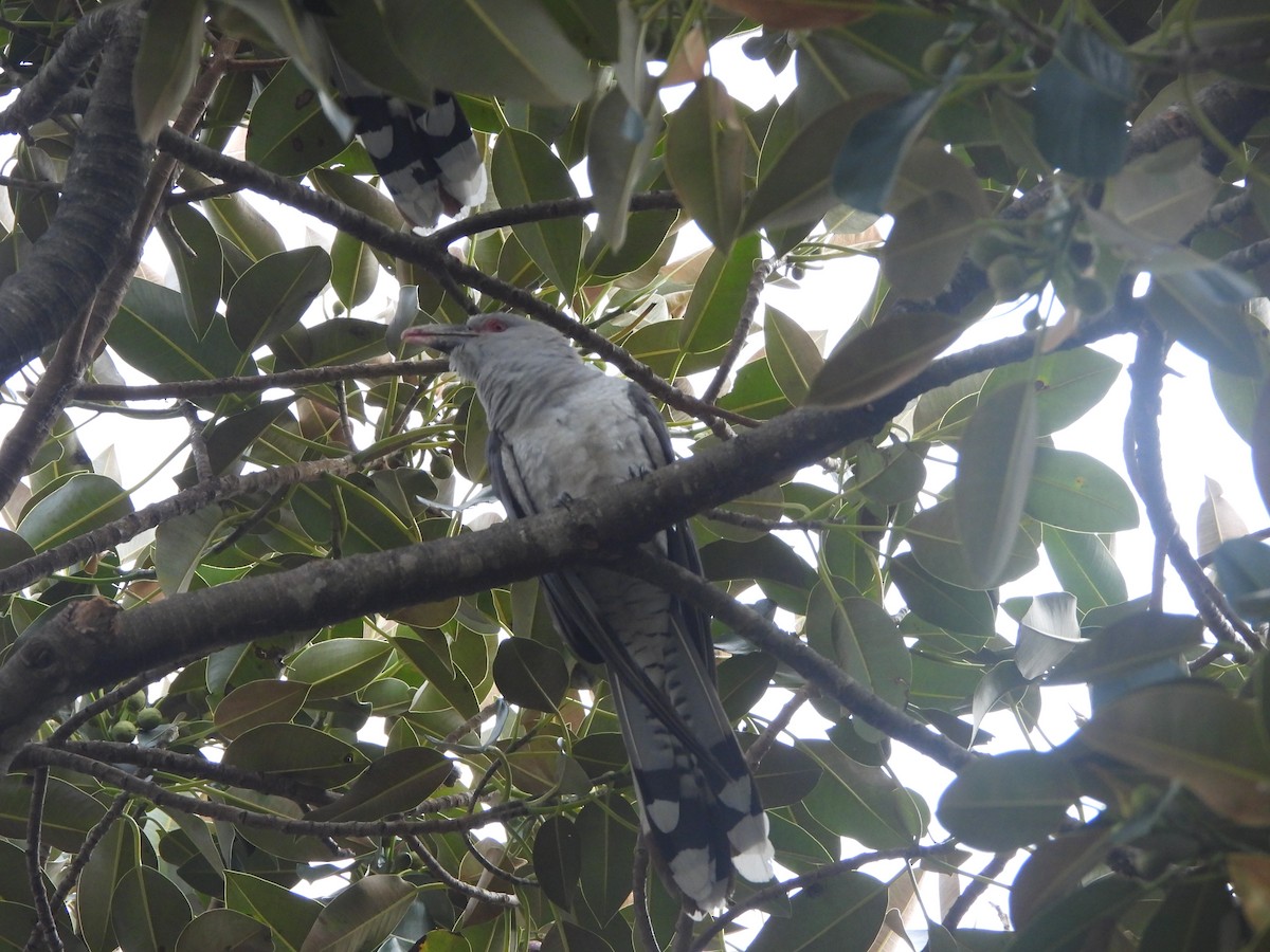 Channel-billed Cuckoo - ML642801586