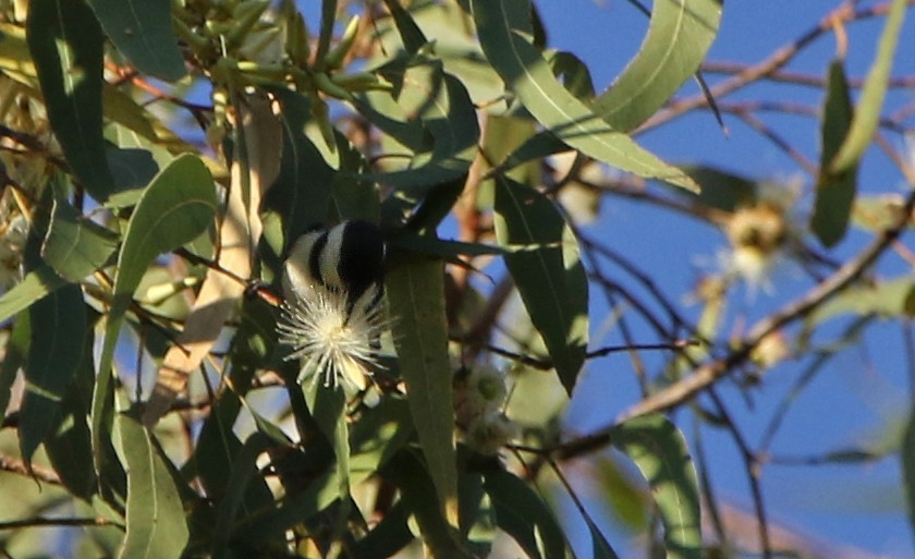 Banded Honeyeater - ML642801587