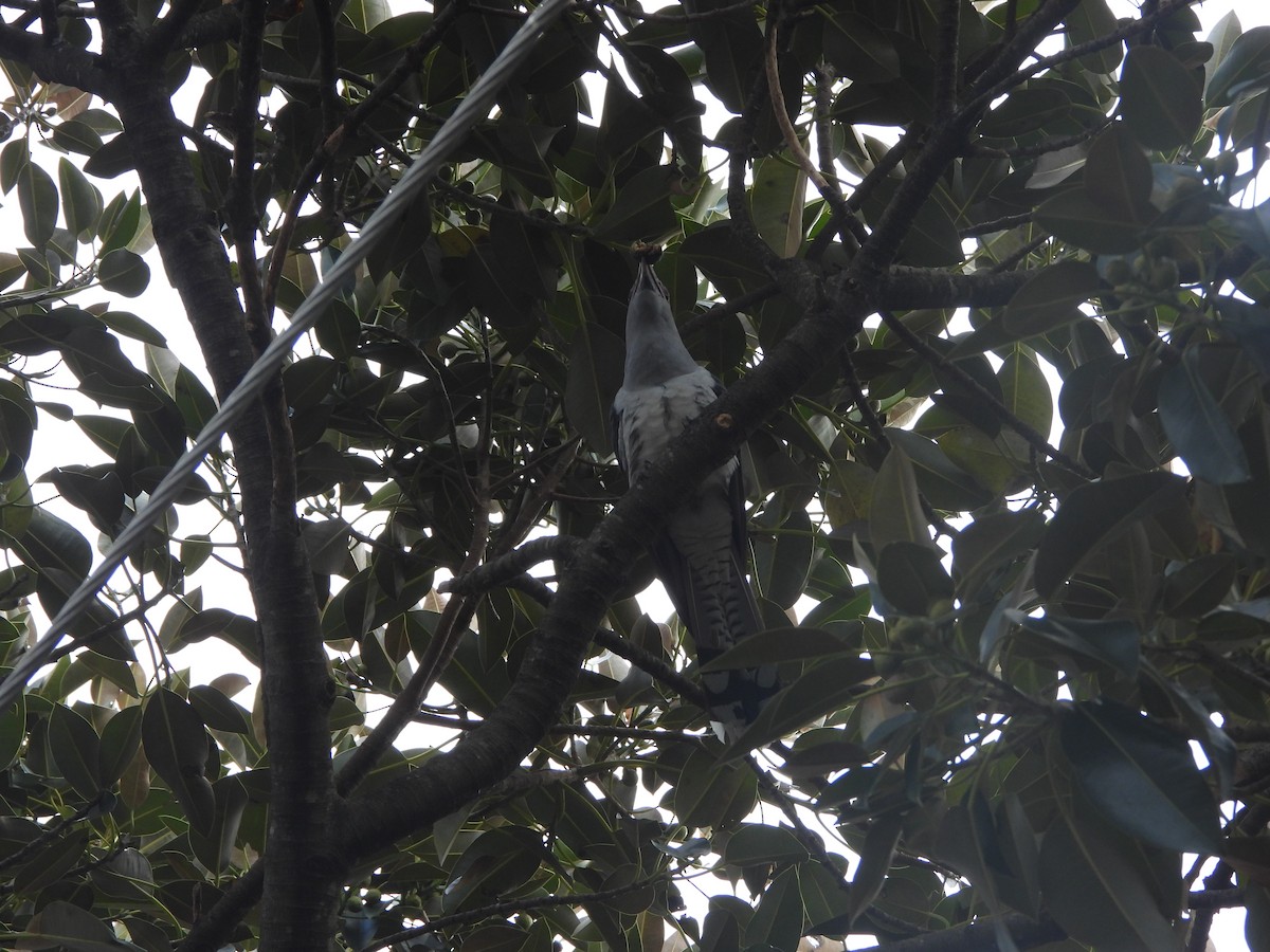 Channel-billed Cuckoo - ML642801588