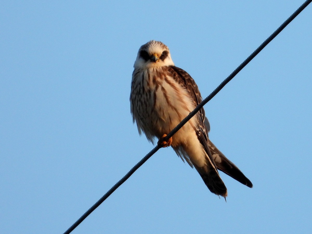 Red-footed Falcon - ML642801589