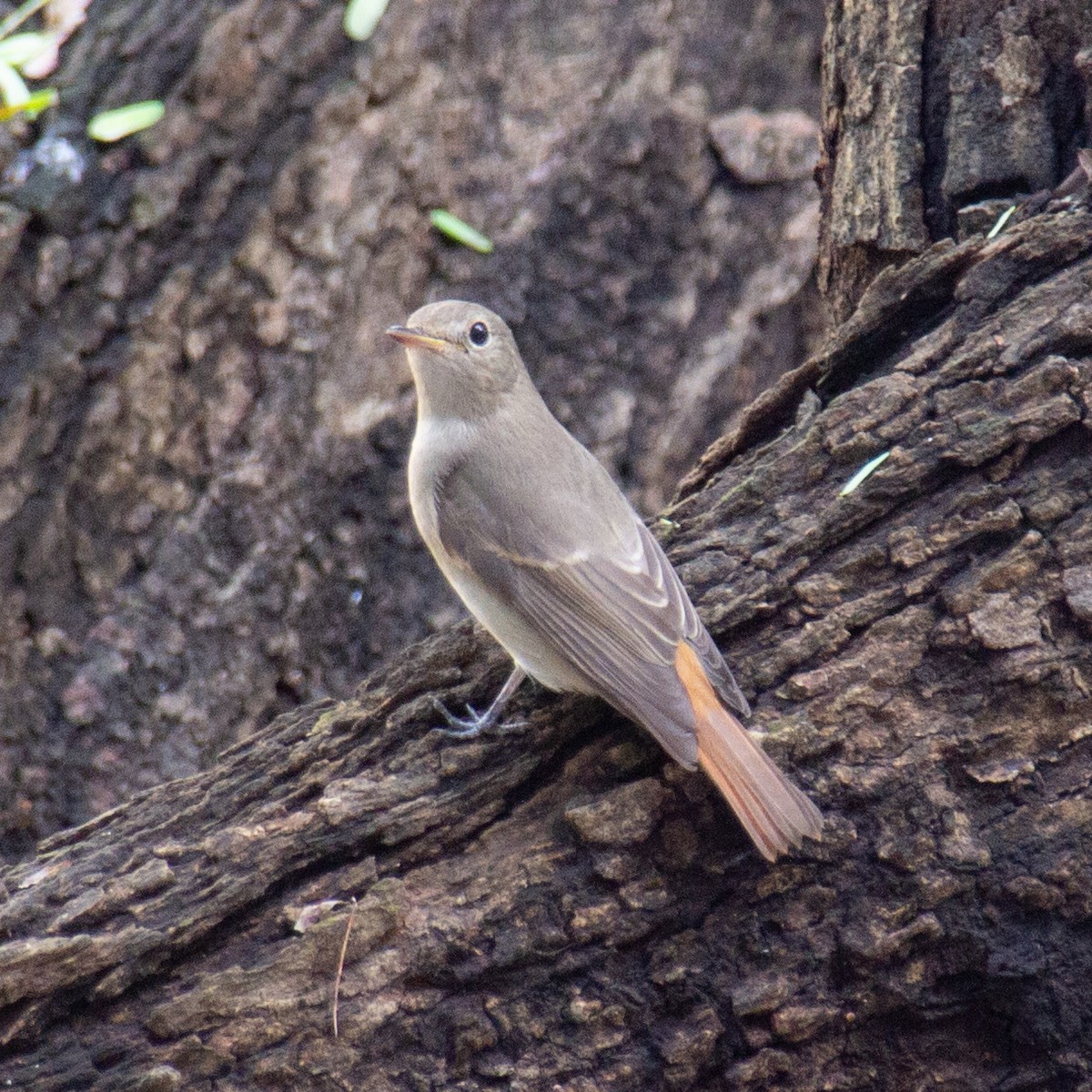Rusty-tailed Flycatcher - ML642801590