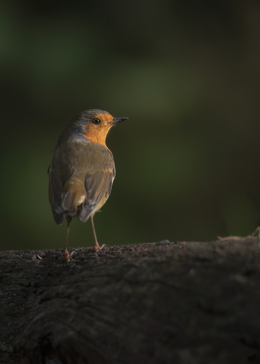 European Robin - ML642801595