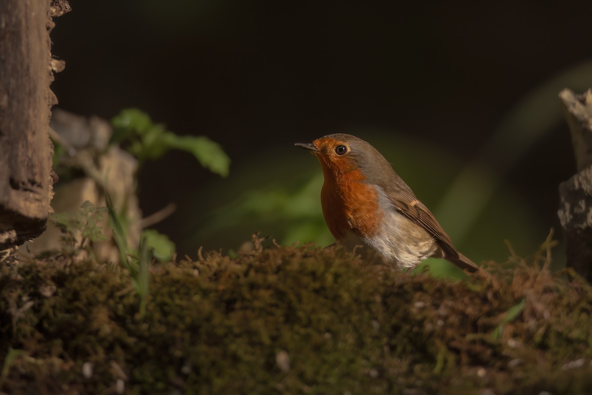 European Robin - ML642801596