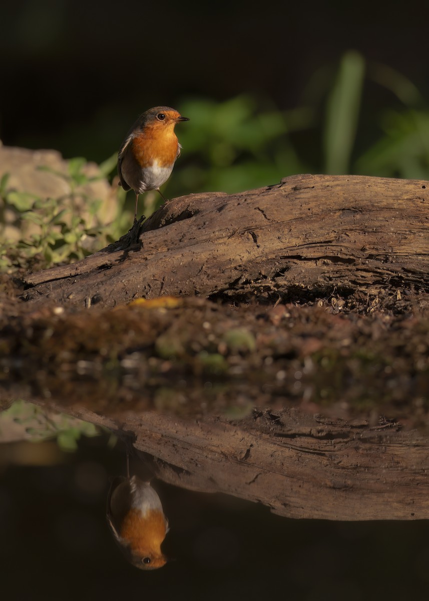 European Robin - ML642801597