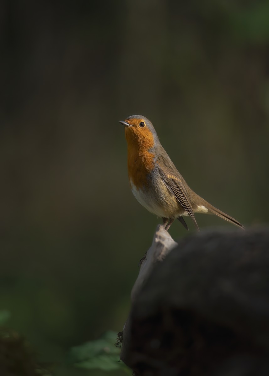 European Robin - ML642801598