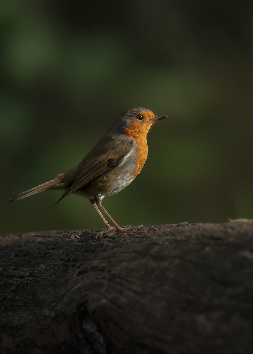 European Robin - ML642801599