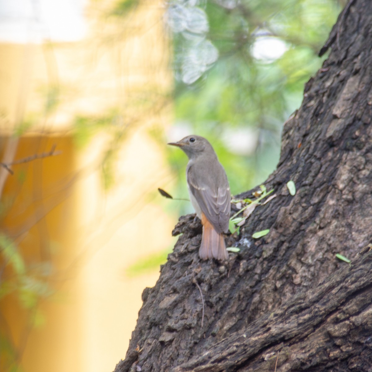 Rusty-tailed Flycatcher - ML642801600