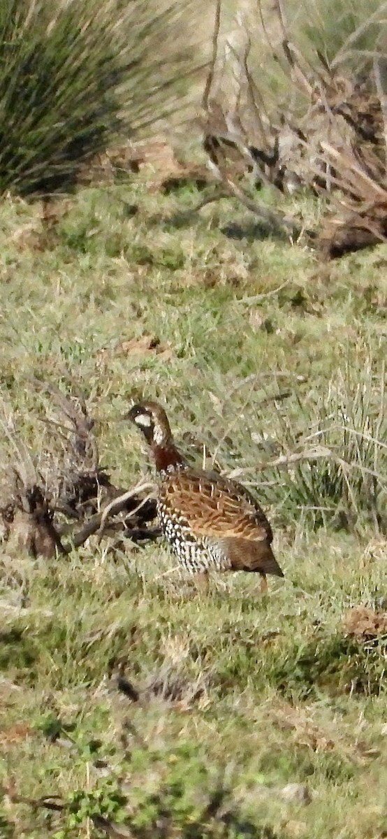 Black Francolin - ML642801601