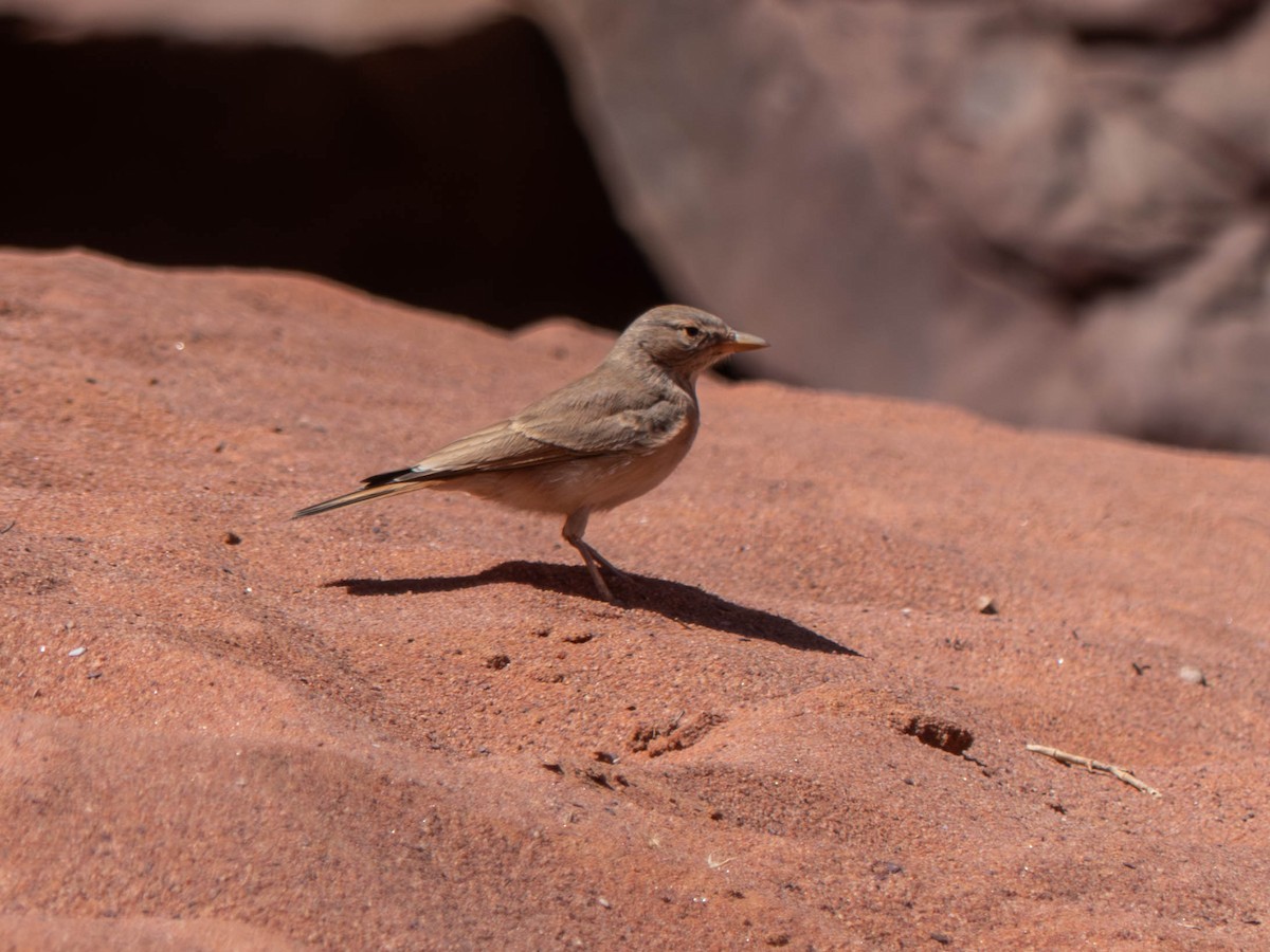 Desert Lark - ML642801605