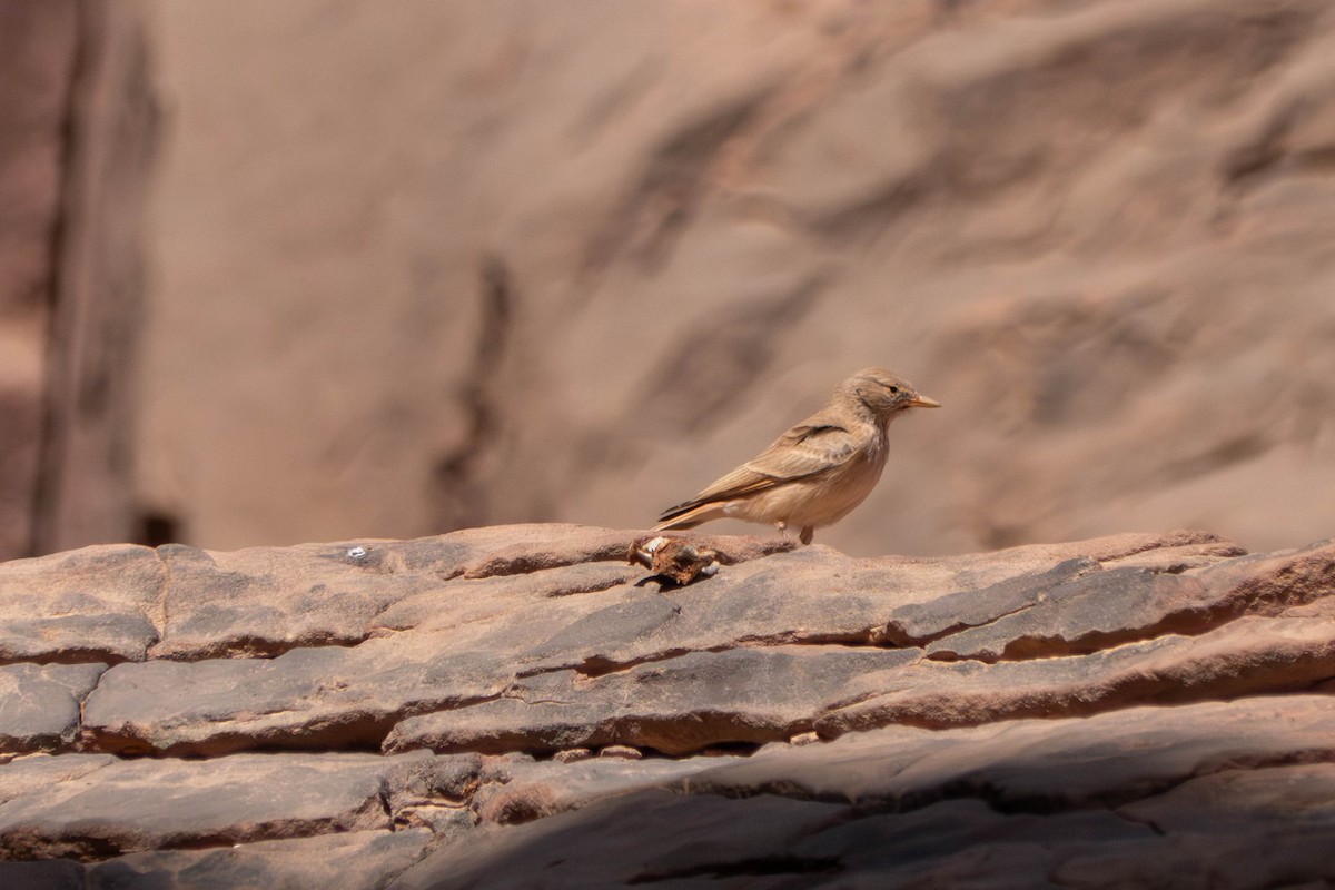 Desert Lark - ML642801606