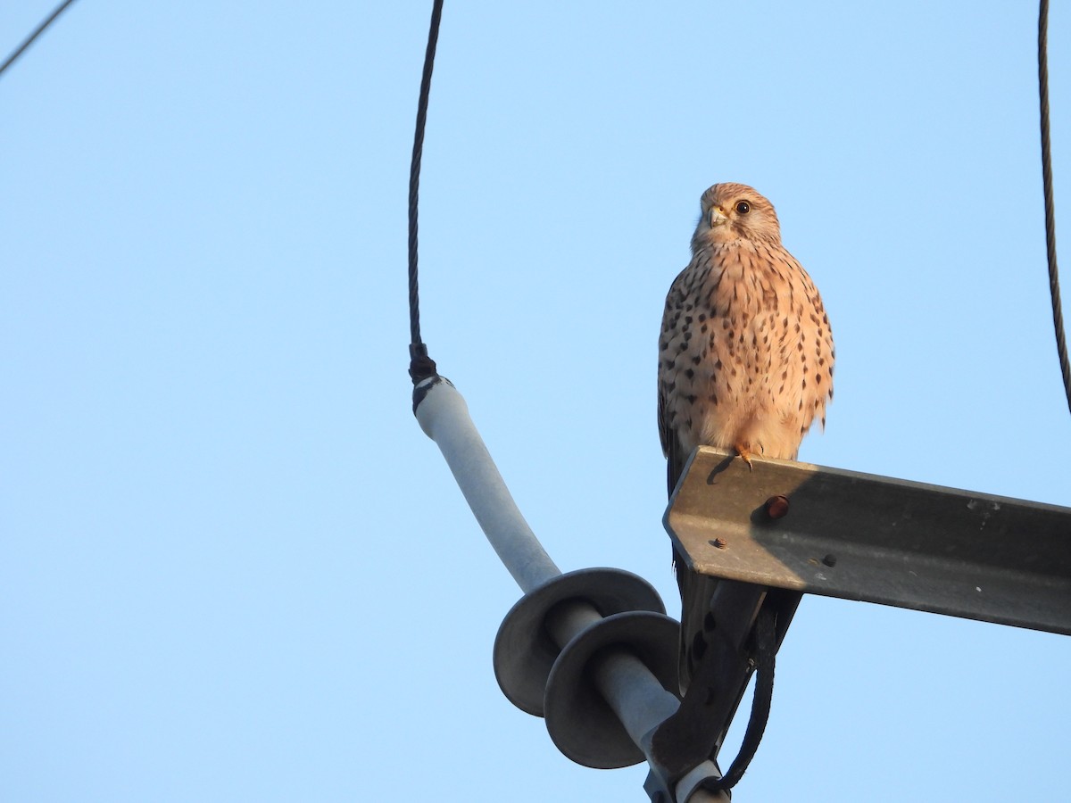 Eurasian Kestrel - ML642801611