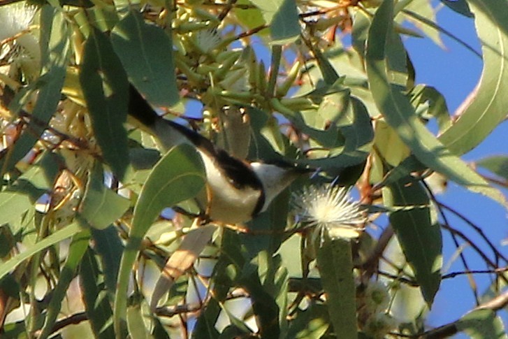 Banded Honeyeater - ML642801617