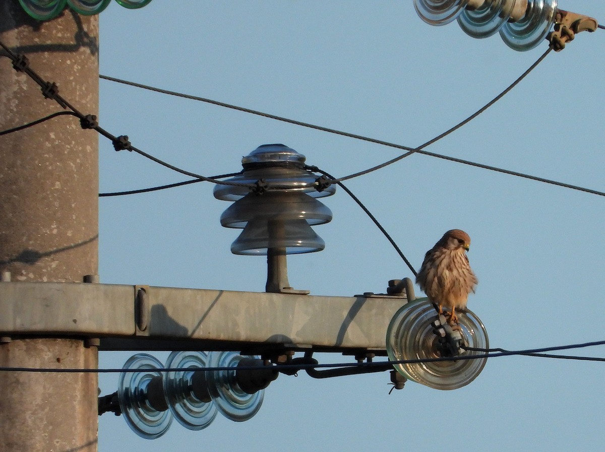Eurasian Kestrel - ML642801618
