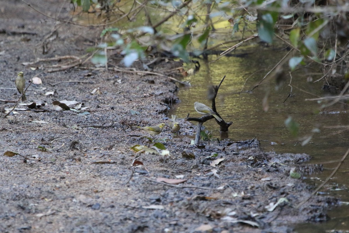 Fuscous Honeyeater - ML642801619