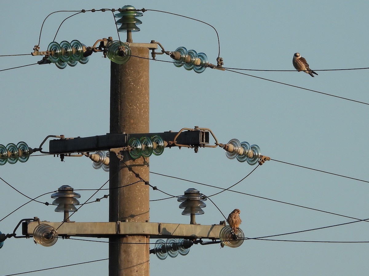 Red-footed Falcon - ML642801621