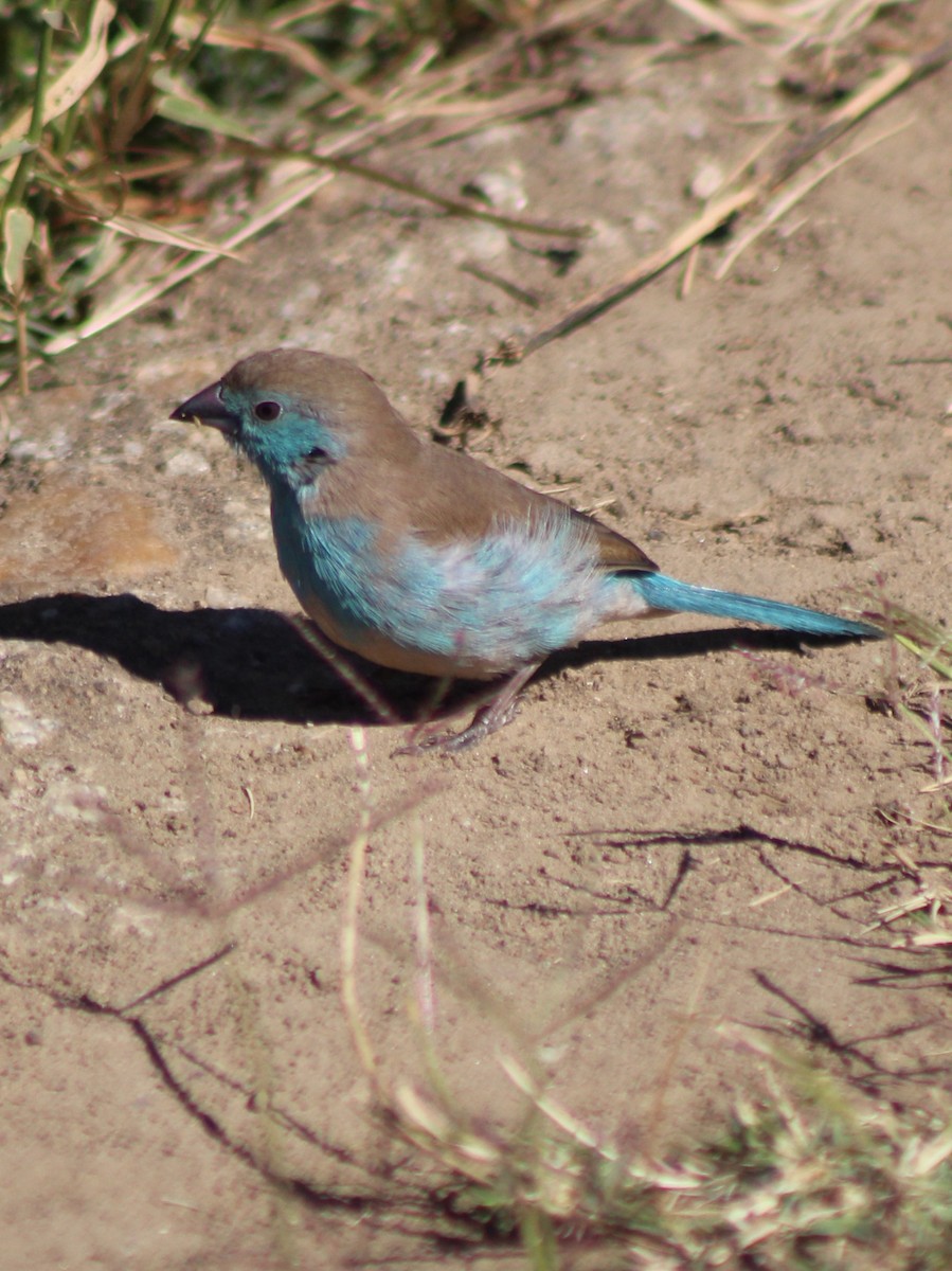 Southern Cordonbleu - ML642801626