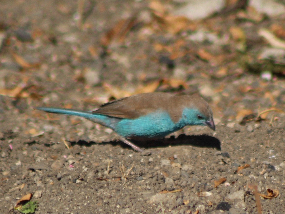 Southern Cordonbleu - ML642801627