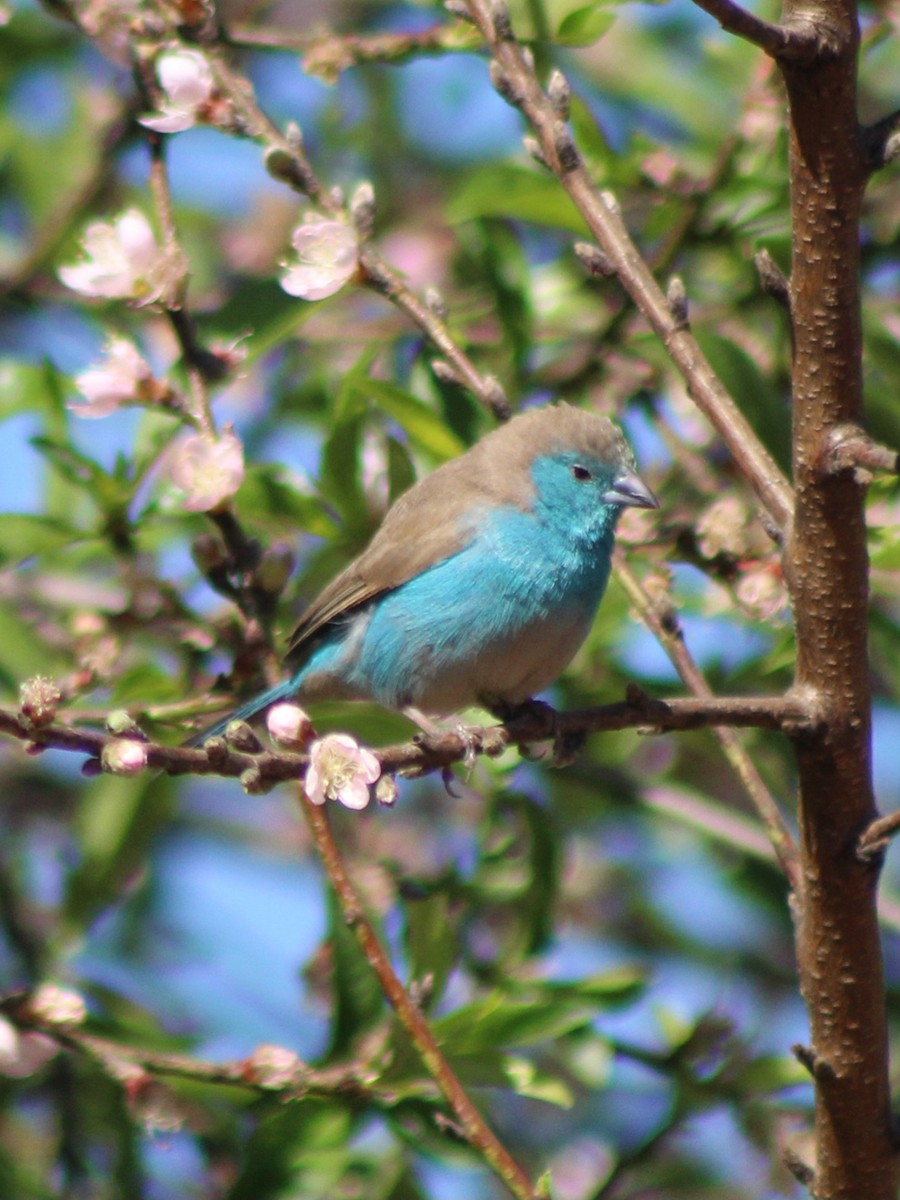 Southern Cordonbleu - ML642801628