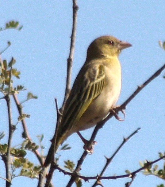 Southern Masked-Weaver - ML642801632