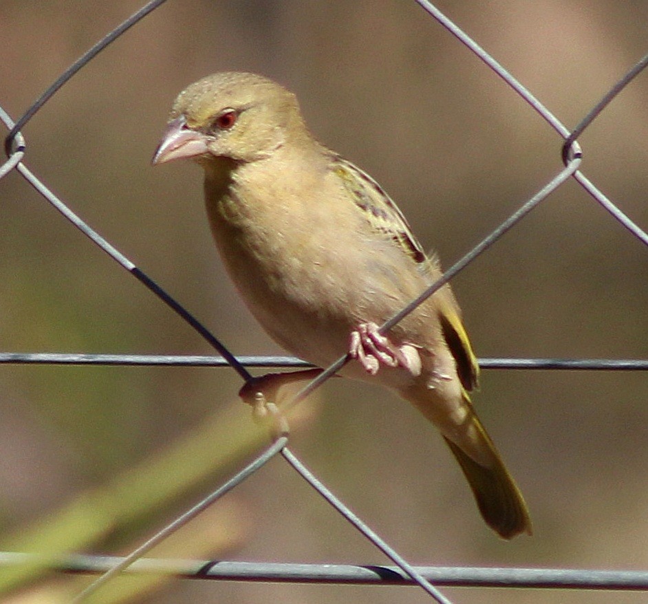 Southern Masked-Weaver - ML642801633