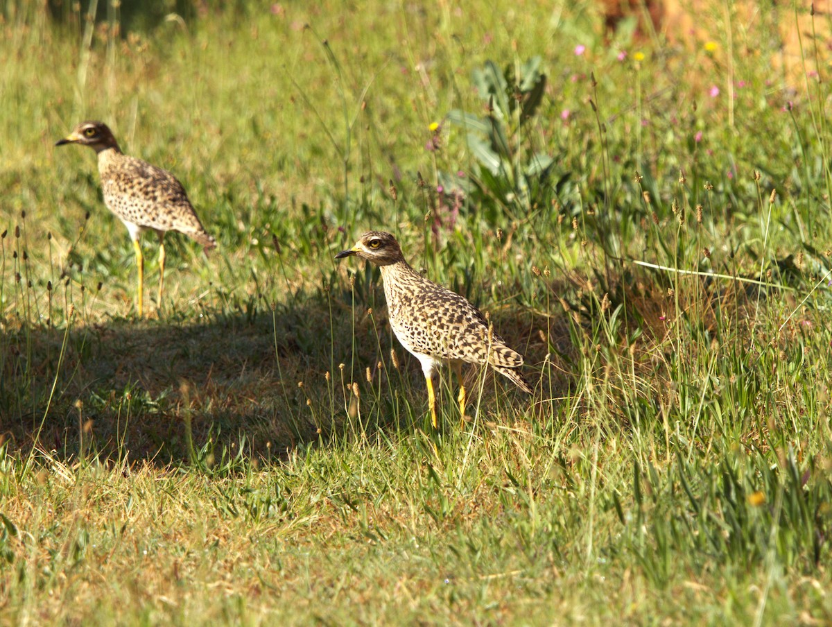 Spotted Thick-knee - ML642801634