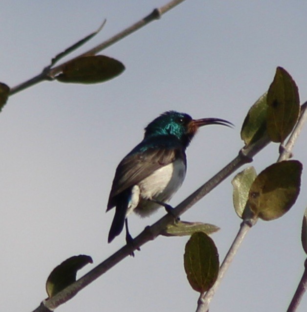 White-bellied Sunbird - ML642801635