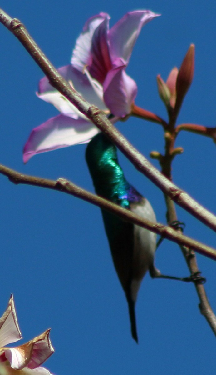 White-bellied Sunbird - ML642801636