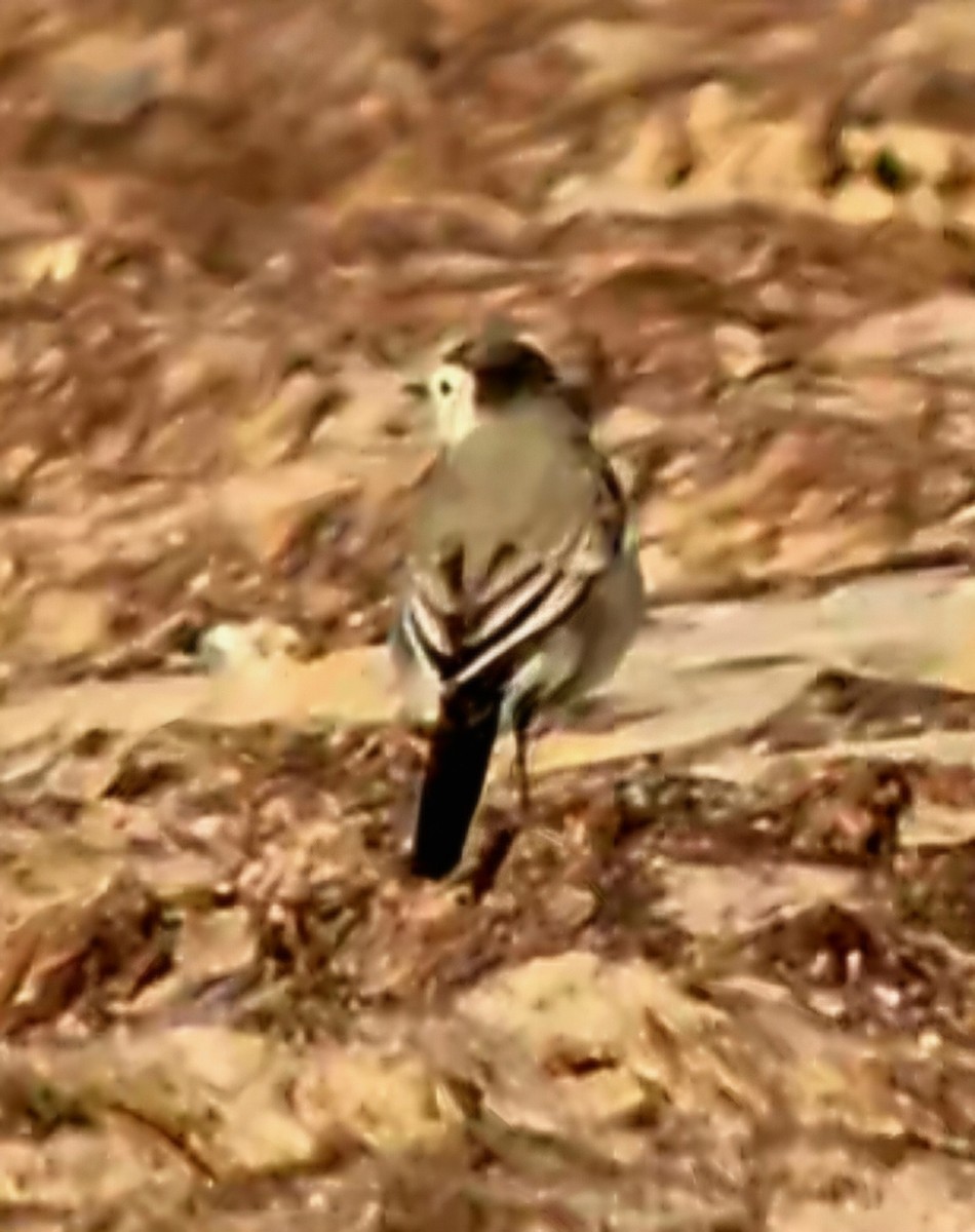 White Wagtail - ML642801655