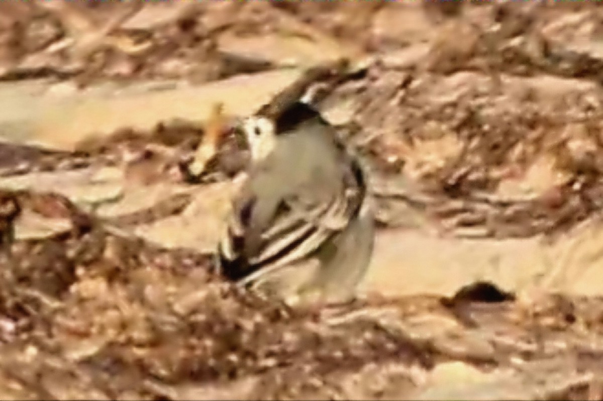 White Wagtail - ML642801656