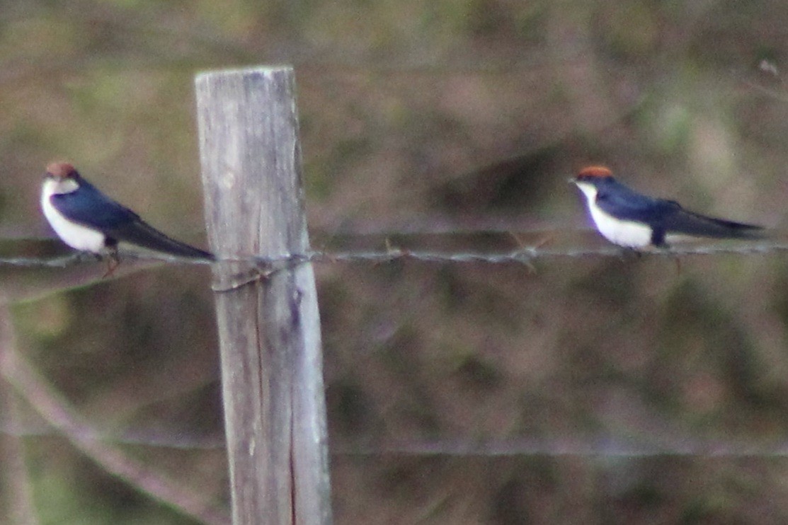 Wire-tailed Swallow - ML642801659