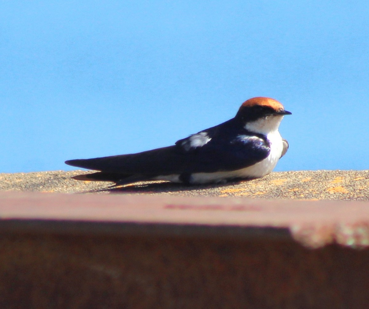 Wire-tailed Swallow - ML642801660