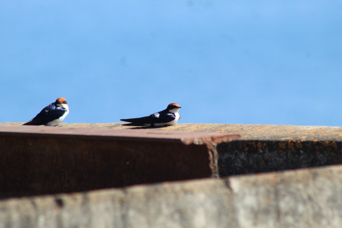 Wire-tailed Swallow - ML642801661