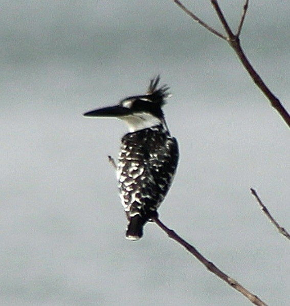 Pied Kingfisher - ML642801668