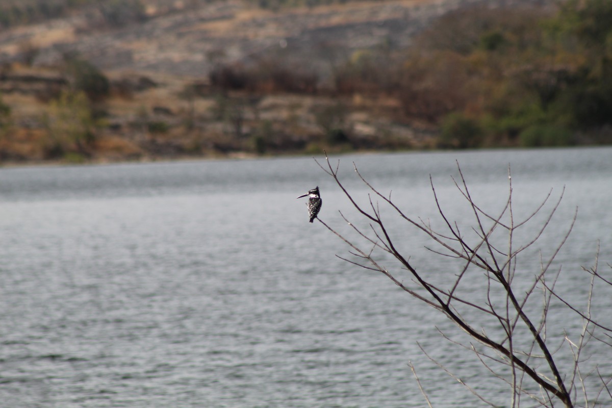 Pied Kingfisher - ML642801669