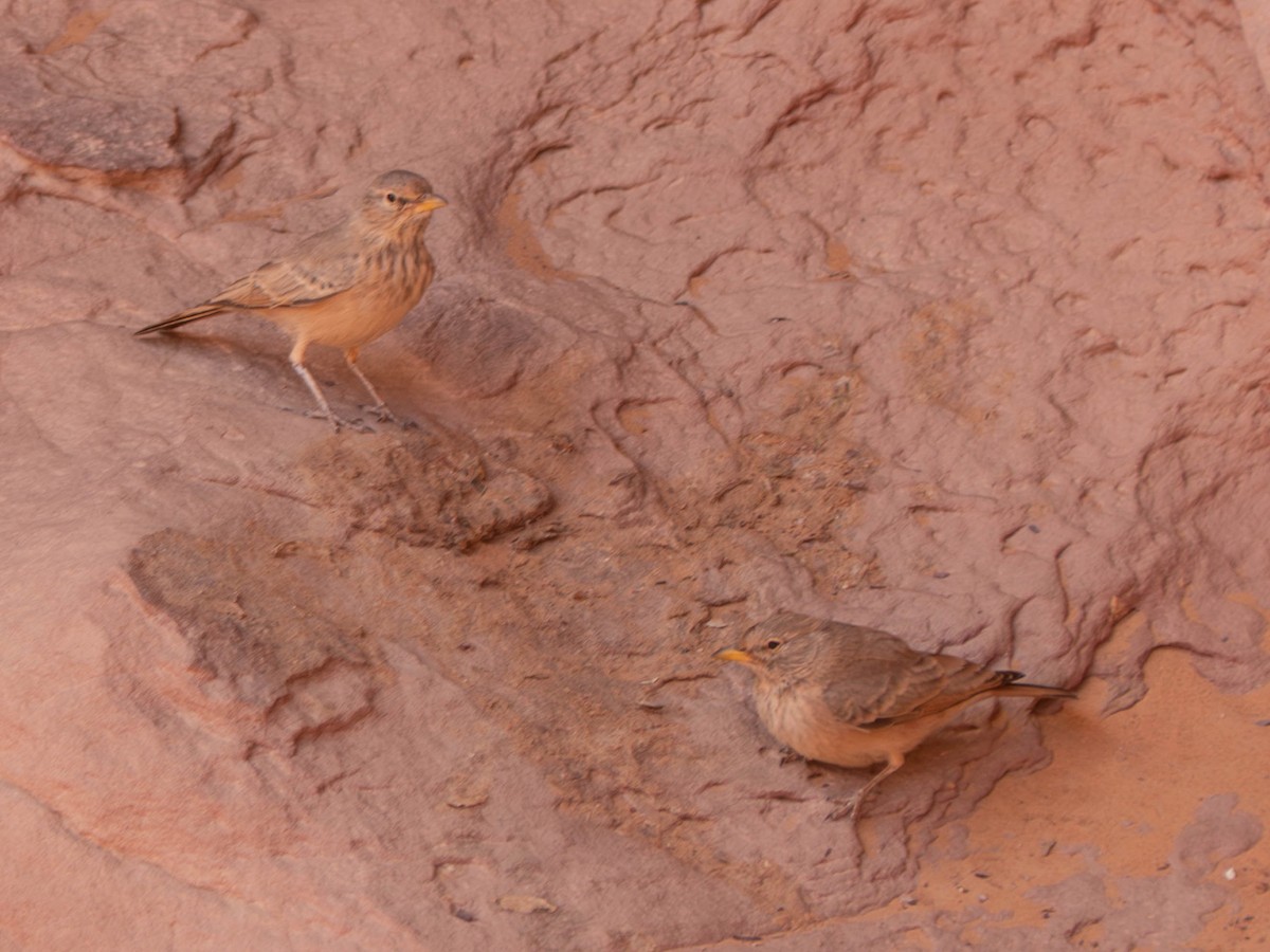 Desert Lark - ML642801676