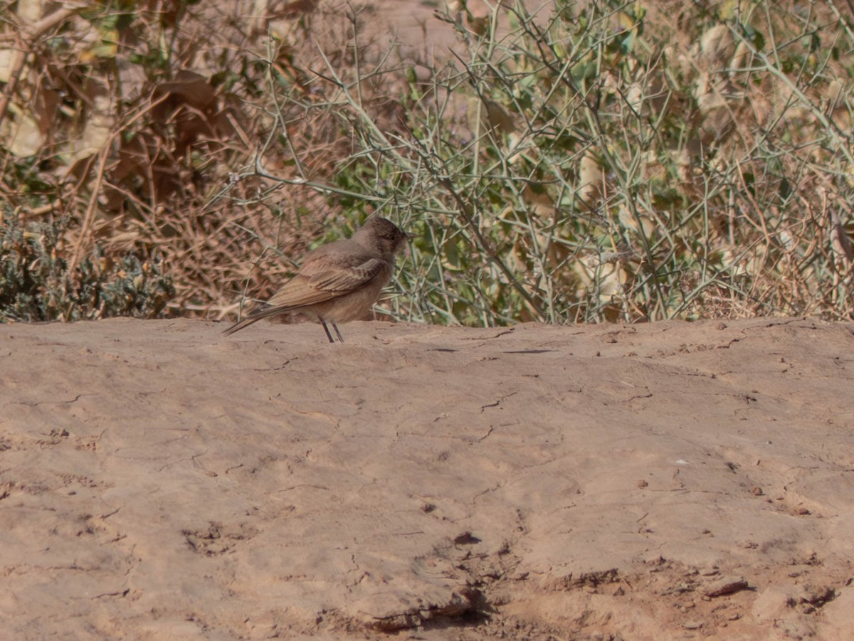 Desert Lark - ML642801677