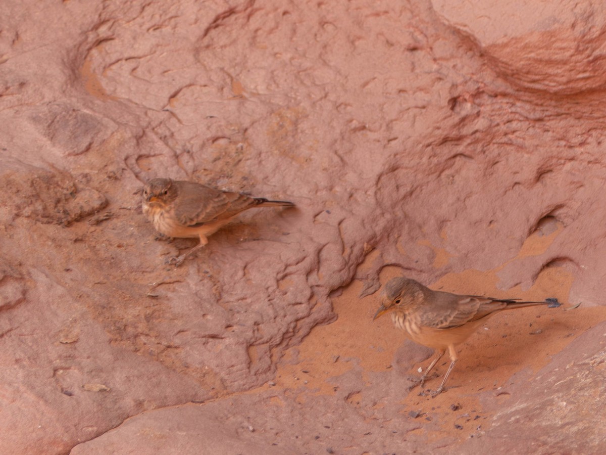 Desert Lark - ML642801678