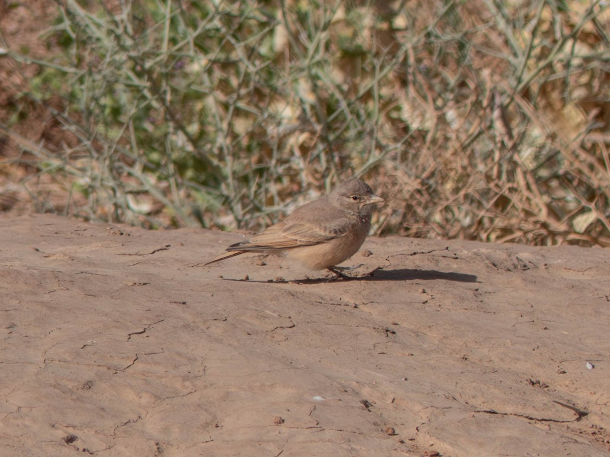 Desert Lark - ML642801679