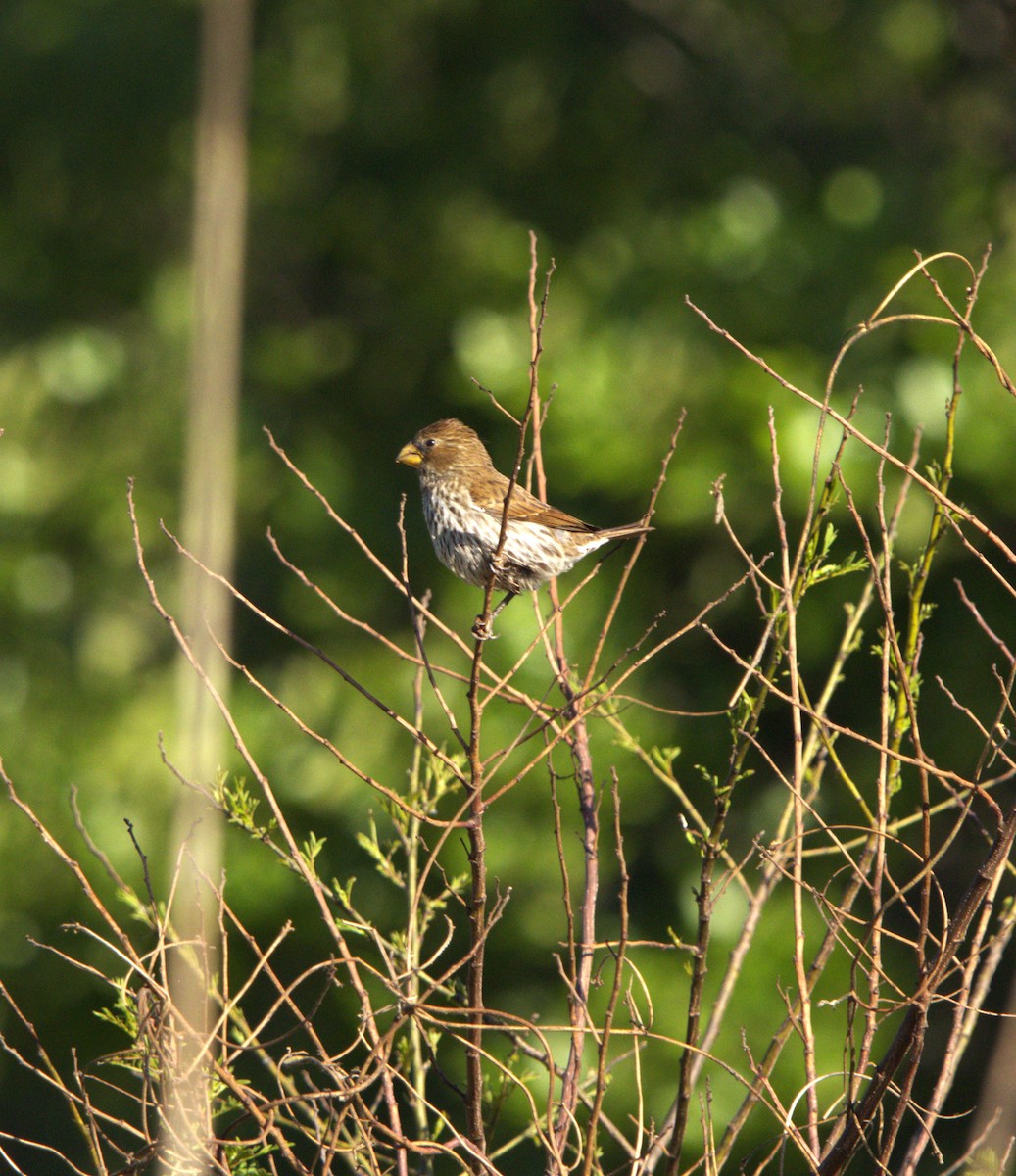 Grosbeak Weaver - ML642801680
