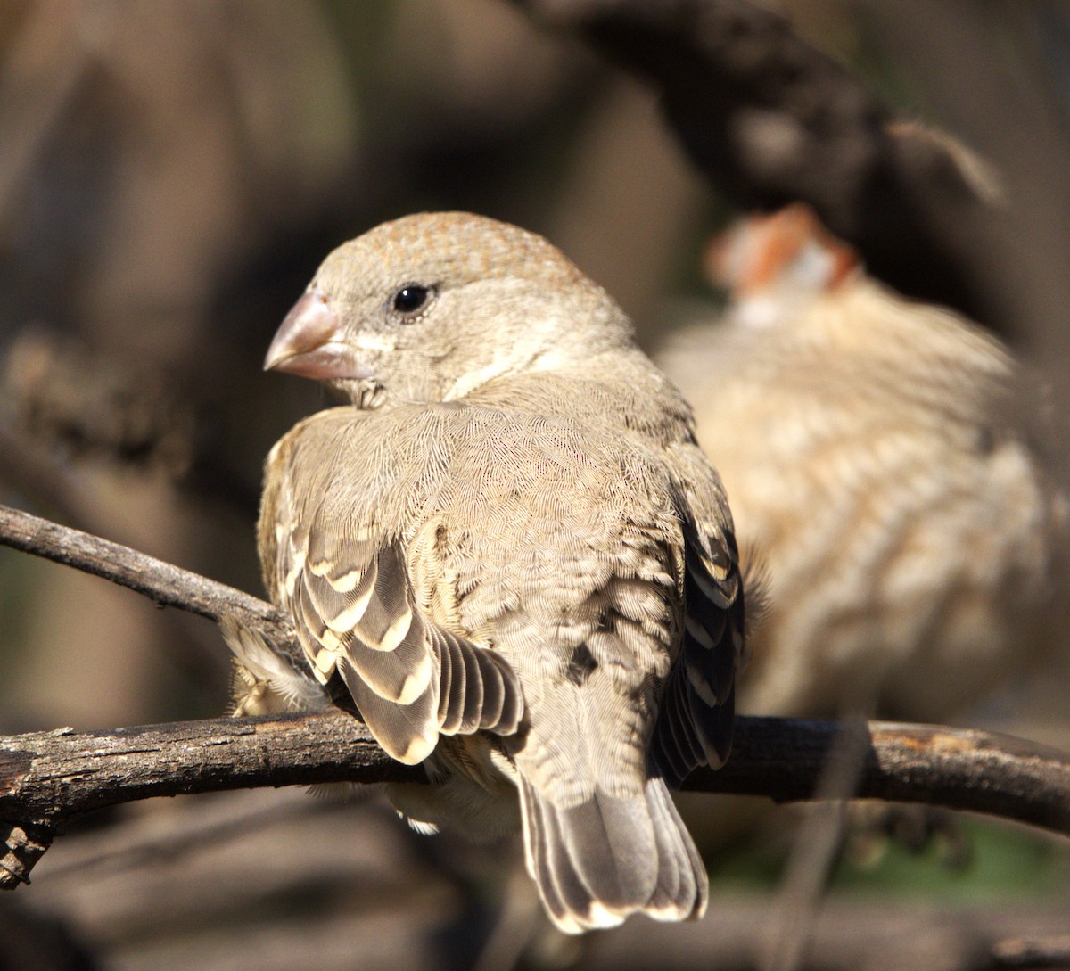 Red-headed Finch - ML642801686