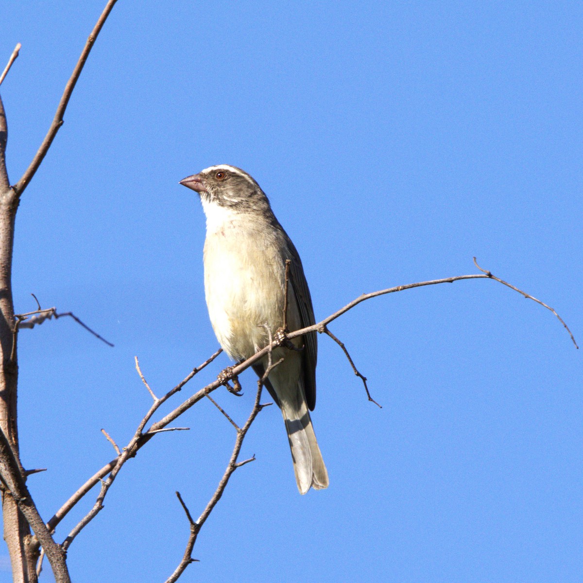 Streaky-headed Seedeater - ML642801688