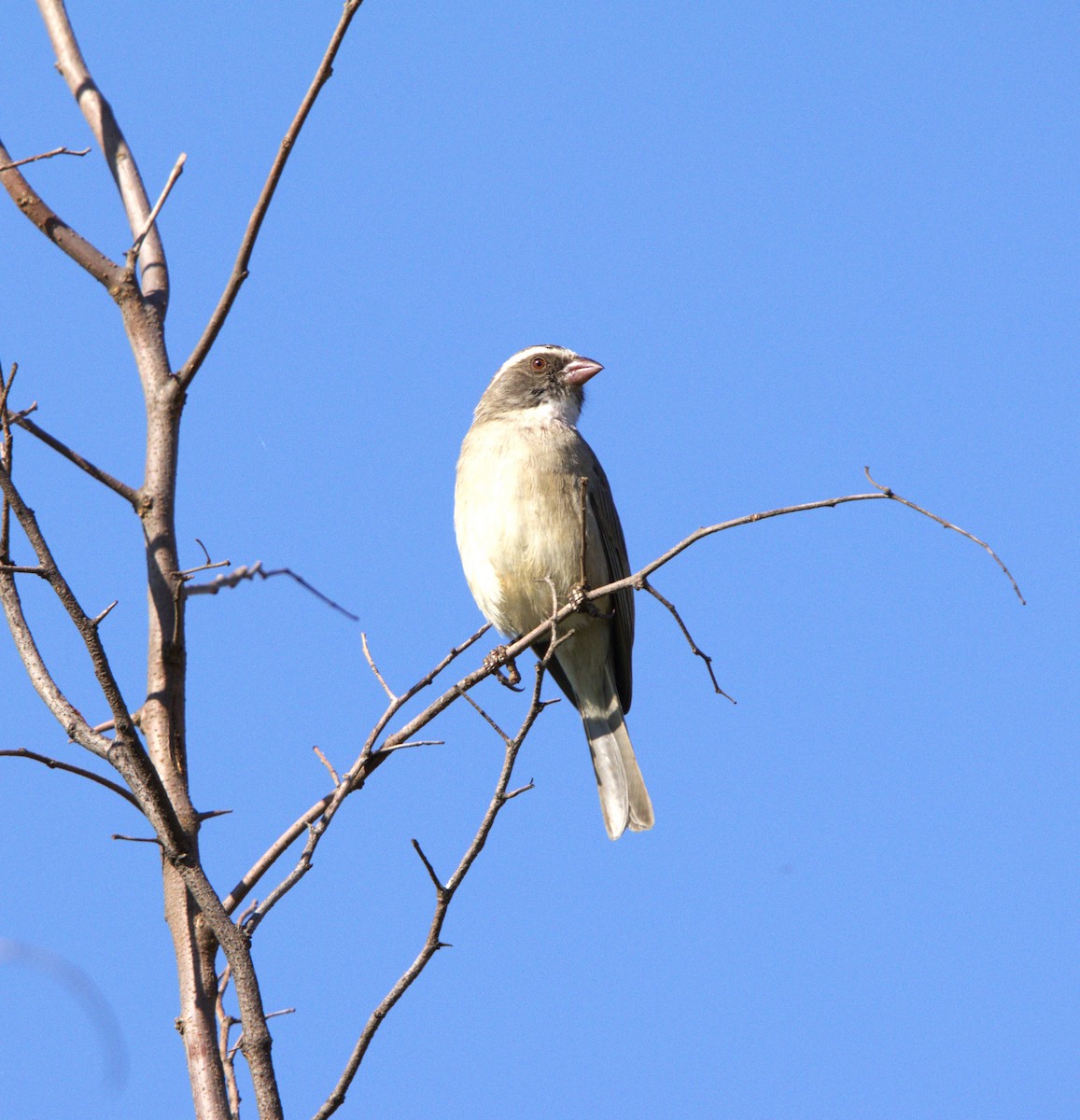 Streaky-headed Seedeater - ML642801689