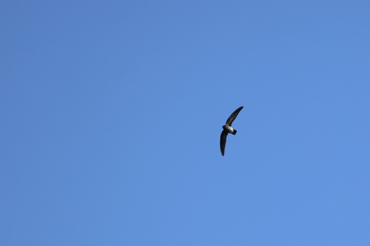 epidotsalangan - ML642801690