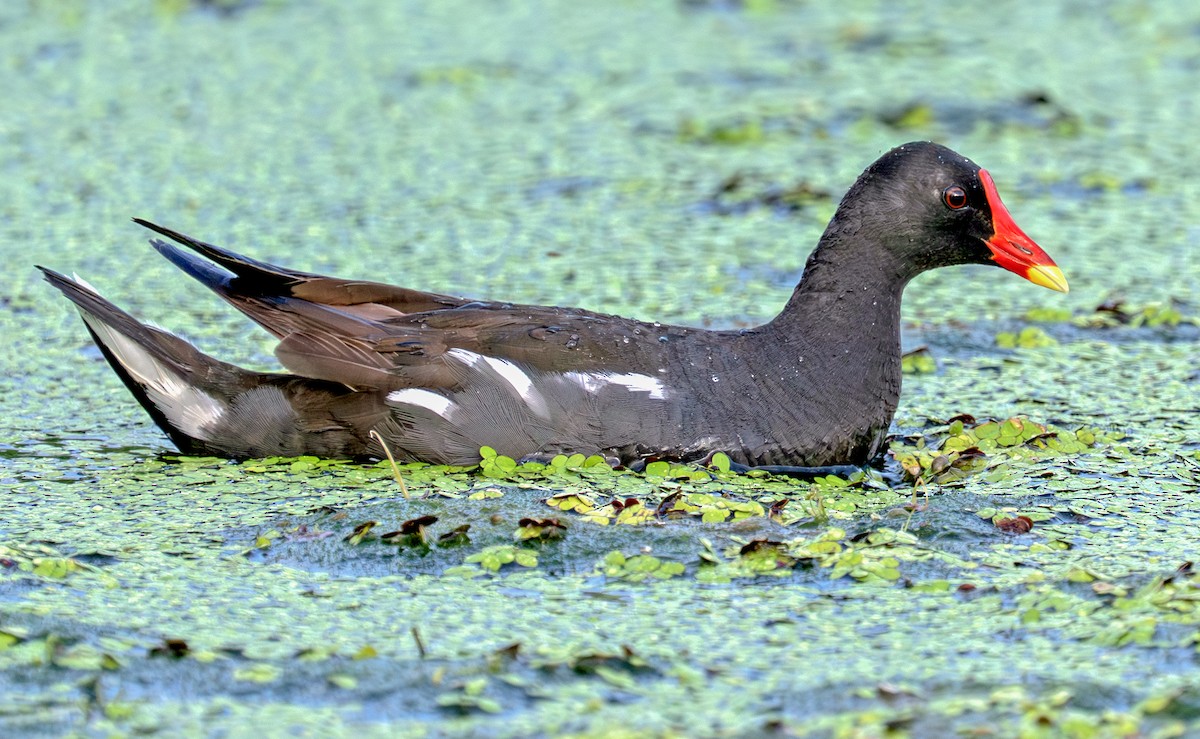 Eurasian Moorhen - ML642801699